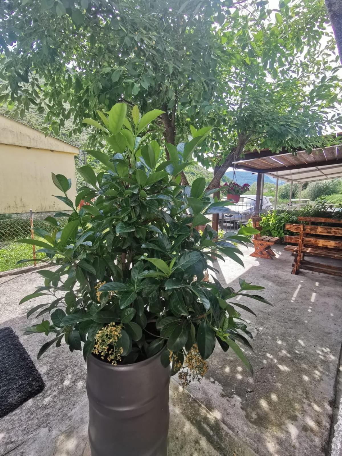 Apartment Konoba Ulicevic Vranjina Екстер'єр фото